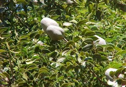 Fruit capsules of Swietenia mahagoni Jacq