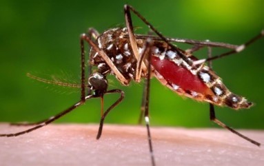 Aedes aegypti mosquito